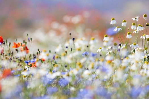 abundance of blooming wild flowers on the meadow at springtime