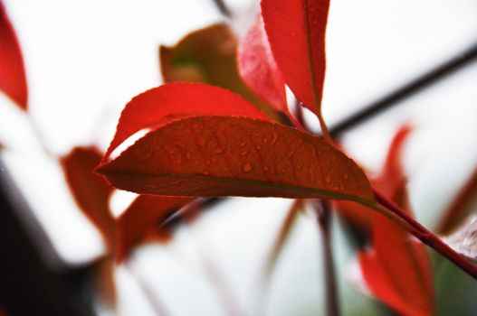 wet leaf red, with intense color and large water droplets visible