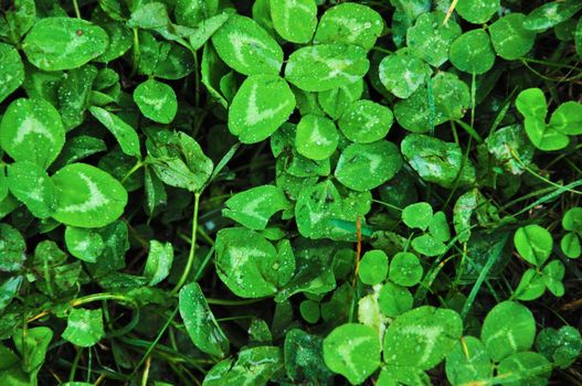 wet grass with intense shades of color and water droplets visible and shamrocks