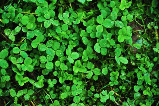 wet grass with intense shades of color and water droplets visible and shamrocks