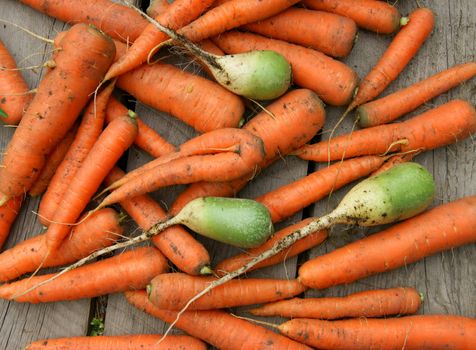 Harvest carrot and radish on background of the boards