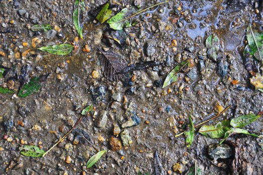 ground with moss, grass and wood wet