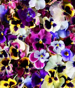 Colorful background from flower pansy.Background from flower