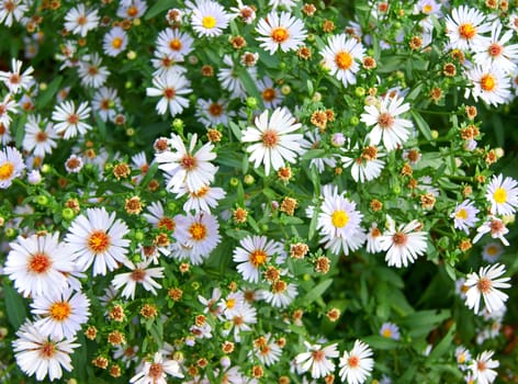 Beautiful small camomile in the garden.White daisywheels