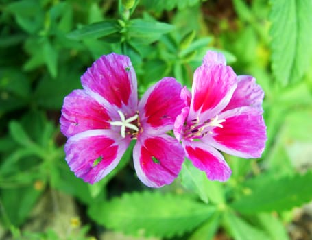 Beautiful red flower on background of the green herb