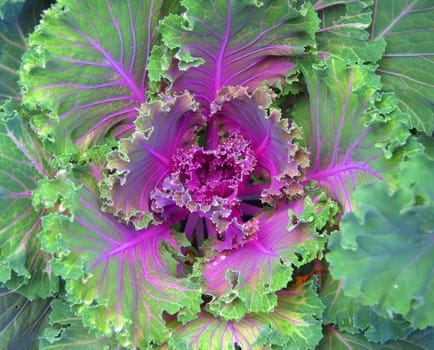 Decorative purple cabbage or kale, Purple decorative cabbage