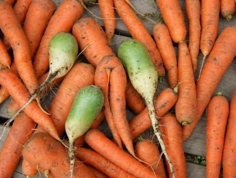 Harvest carrot and radish on background of the boards