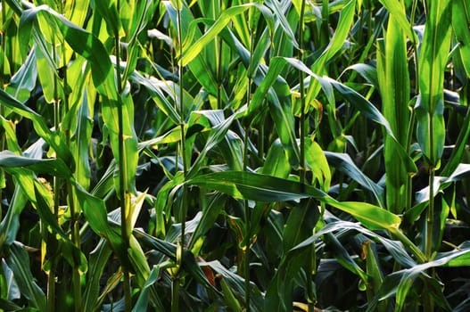 corn leaf lit by the sun with intense color and deep shadows, in detail