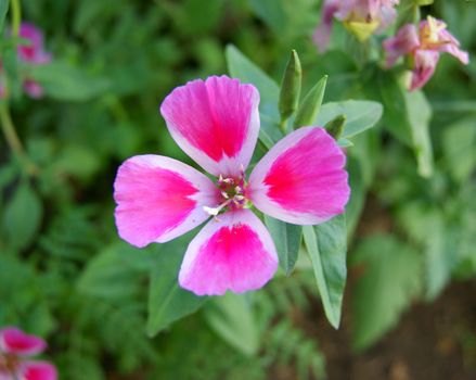 Beautiful red flower on background of the green herb