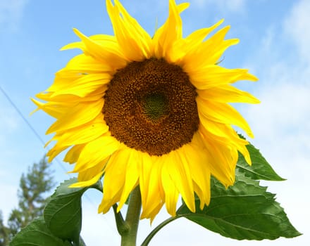 Yellow flower sunflower on background blue sky