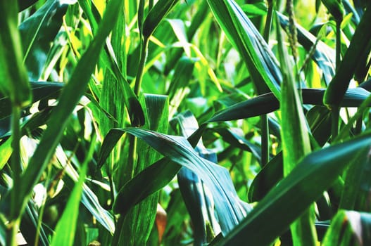 corn leaf lit by the sun with intense color and deep shadows, in detail