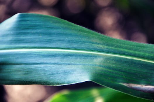 corn leaf lit by the sun with intense color and deep shadows, in detail