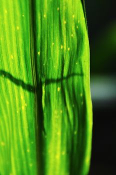 corn leaf lit by the sun with intense color and deep shadows, in detail