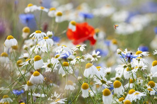 abundance of blooming wild flowers on the meadow at spring time