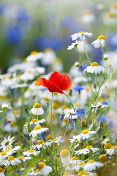 abundance of blooming wild flowers on the meadow at spring time