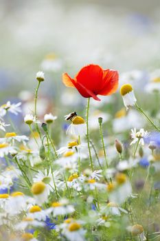 abundance of blooming wild flowers on the meadow at spring time