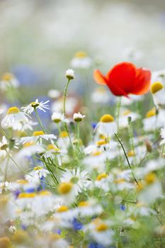 abundance of blooming wild flowers on the meadow at spring time