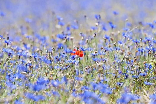 wild flowers at spring time - a single poppy in the field of cornflowers