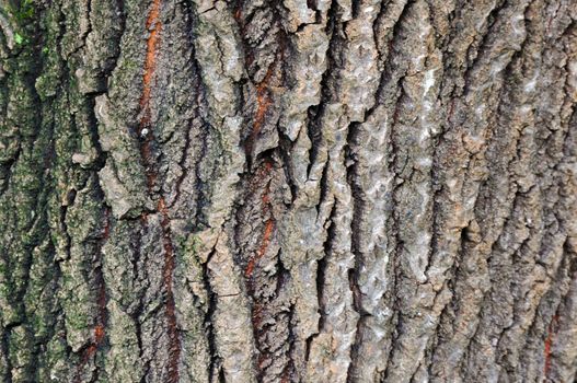 rough texture of bark and old wood