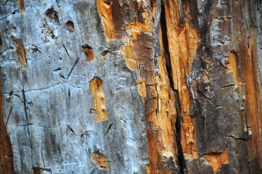 rough texture of bark and old wood red and oragne with moss and the light of sun