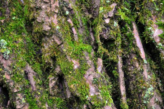 rough texture of bark and old wood with moss and the light of sun