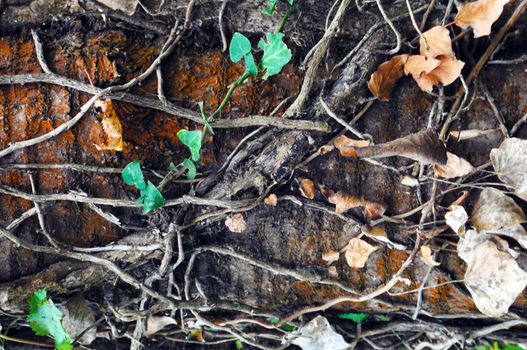 rough texture of bark and old wood with moss and the light of sun, we can see also leaf and lianas