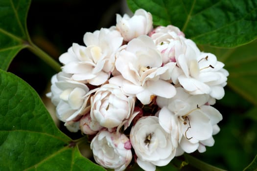 Blooming rose clerodendrum (Clerodendrum fragrans) flower.