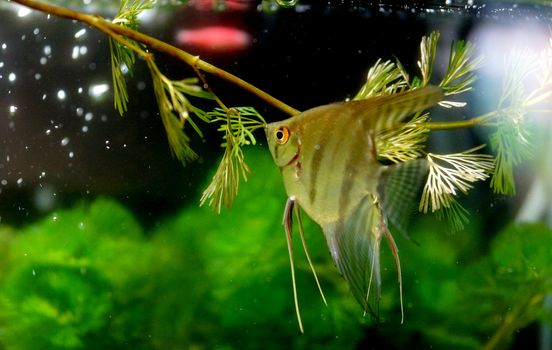 Angelfish (Pterophyllum altum)