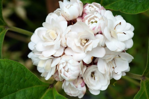 Blooming rose clerodendrum (Clerodendrum fragrans) flower.