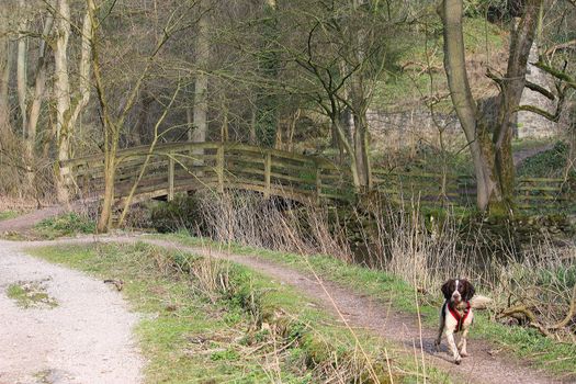 the river running through lathkill dale in the peak district national park