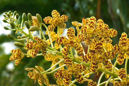 Largest orchid in the world "Leopard Flower" Scientific name: Grammatophyllum specinocum BL.