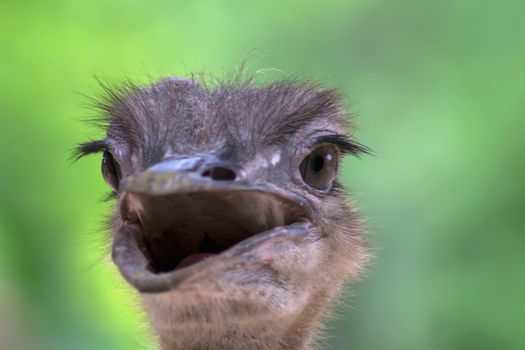 Struthio Camelus Beak Open on Green Background.