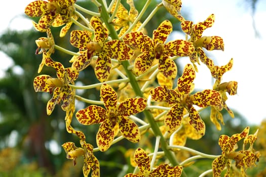 Largest orchid in the world "Leopard Flower" Scientific name: Grammatophyllum specinocum BL.