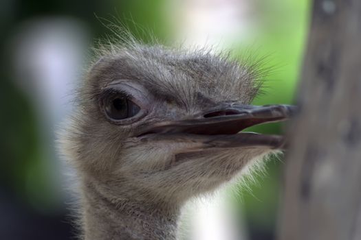 Struthio Camelus. Common Ostrich Beak Open on Green Background.