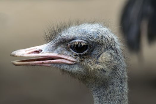 Common Ostrich Head. Struthio Camelus is either one or two species of large flightless birds native to Africa.