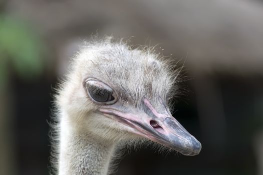 Common Ostrich Female Foreface. Struthio Camelus is either one or two species of large flightless birds native to Africa.