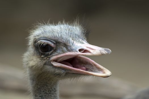 Struthio Camelus (Common Ostrich) Head with Open Beak.