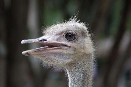 Common Ostrich Female Head. Struthio Camelus is either one or two species of large flightless birds native to Africa.