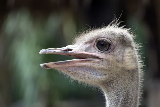 Common Ostrich Head Profile. Struthio Camelus is either one or two species of large flightless birds native to Africa.