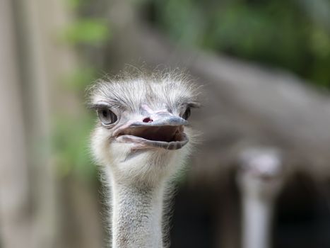 Common Ostrich Heads. Struthio Camelus is either one or two species of large flightless birds native to Africa.