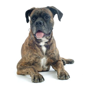 old boxer lying down in front of a white background