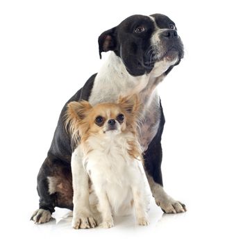 portrait of a staffordshire bull terrier and chihuahua in front of white background