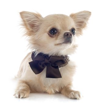  puppy chihuahua in front of white background