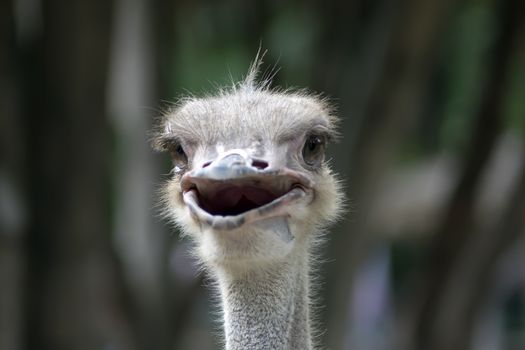 Head of Happy Common Ostrich. Struthio Camelus is either one or two species of large flightless birds native to Africa.