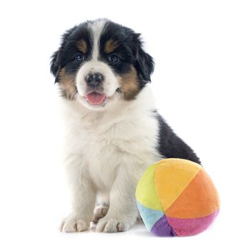purebred puppy australian shepherd  in front of white background