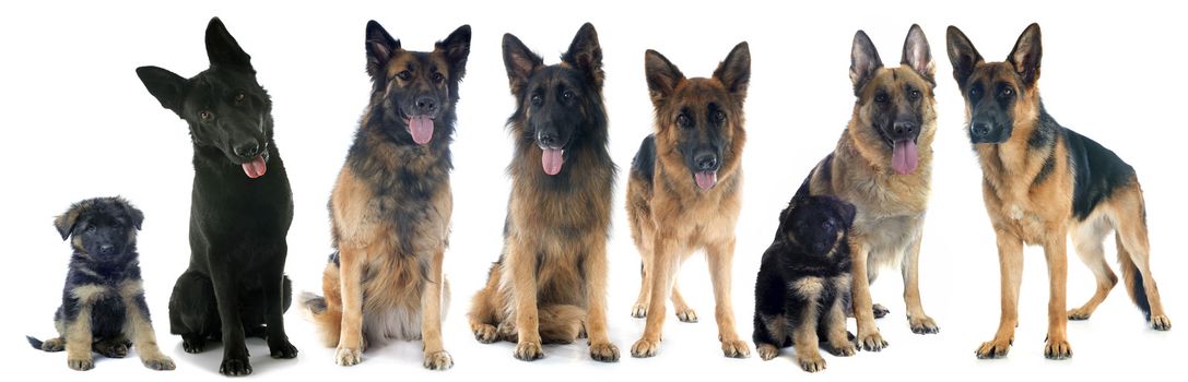 four german shepherds in front of white background