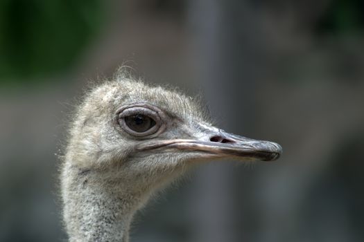 Ostrich Head. Struthio Camelus is either one or two species of large flightless birds native to Africa.