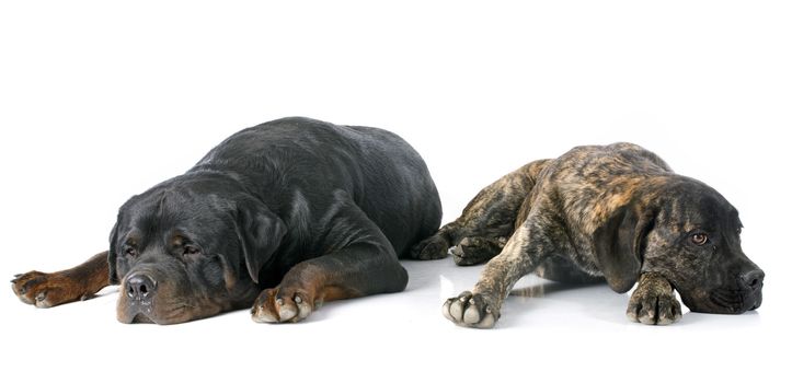 puppy cane corso and rottweiler in front of white background