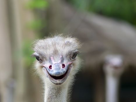 Struthio Camelus is either one or two species of large flightless birds native to Africa. Common Ostrich Heads
