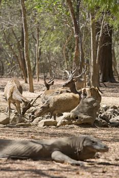 Komodo Dragon watching a group of wild deers at the waterhole